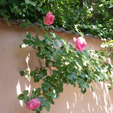 Siraly Haz Appartement *